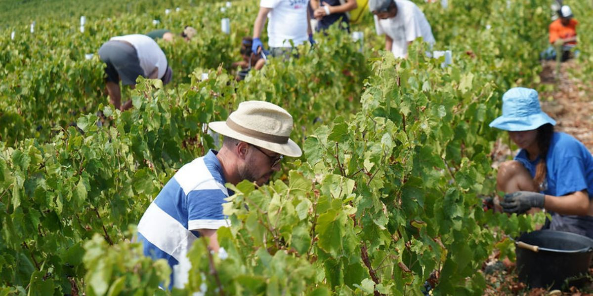 Domaine Grégoire Hoppenot